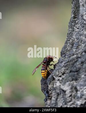 Hornet auf Baumrinde, die sich an sap ernährt. Nahaufnahme von Vespa crabro auf Eichenrinde in seinem natürlichen Lebensraum. Naturkonzept. Stockfoto