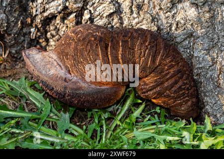 Pilz, der auf einer Kastanie gezüchtet wird. Stockfoto