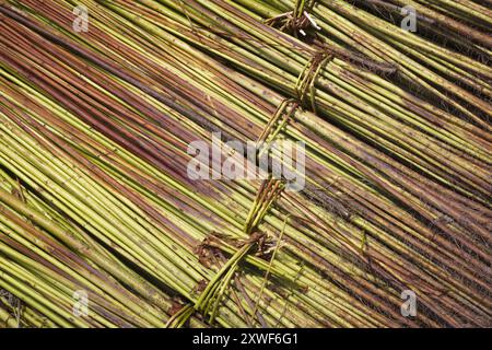 Jute ist eine der erschwinglichsten Naturfasern und in Bezug auf die produzierte Menge und die Vielfalt der Verwendungszwecke hinter Baumwolle. In den Chars ist es eine wichtige Einkommensquelle. Stockfoto