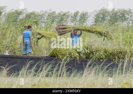 Jute ist eine der erschwinglichsten Naturfasern und in Bezug auf die produzierte Menge und die Vielfalt der Verwendungszwecke hinter Baumwolle. In den Chars ist es eine wichtige Einkommensquelle. Stockfoto