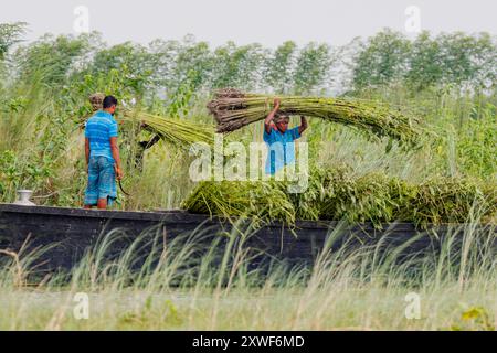 Jute ist eine der erschwinglichsten Naturfasern und in Bezug auf die produzierte Menge und die Vielfalt der Verwendungszwecke hinter Baumwolle. In den Chars ist es eine wichtige Einkommensquelle. Stockfoto