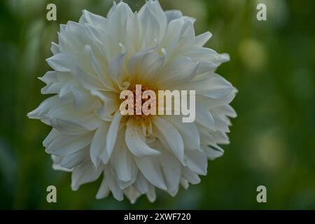 Üppige, luxuriöse weiße Dahlienblume aus nächster Nähe Stockfoto