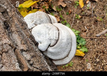 Fomes fomentarius, allgemein bekannt als Zunder-Pilz, Falschzzunder-Pilz, Hufpilz, Zunder-Konk, Zunder-Polypore oder Eismensch-Pilz. Stockfoto