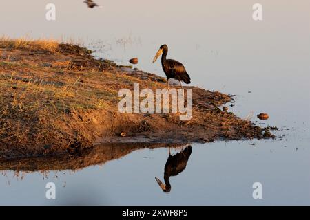 Kasane, Botsuana. Juli 2024. Im Chobe-Nationalpark im Norden Botswanas ist am 19. Juli 2024 ein afrikanischer Openbill zu sehen. Quelle: Metlha Ngubevana/Xinhua/Alamy Live News Stockfoto
