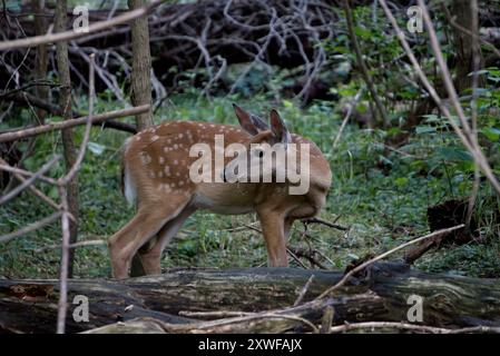 Weißschwanz-Rehkitz in Pennsylvania Stockfoto