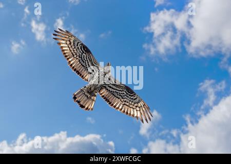 Wandernder europäischer Honigbussard (Pernis apivorus), erwachsener Rüde im Flug gegen bewölkten Himmel im Sommer Stockfoto