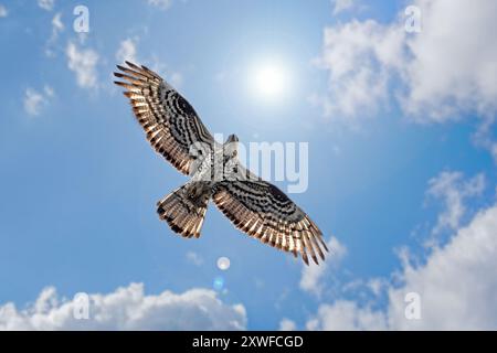 Europäischer Honigbussard (Pernis apivorus), erwachsener Mann im Flug gegen die Sonne mit bewölktem Himmel im Sommer Stockfoto