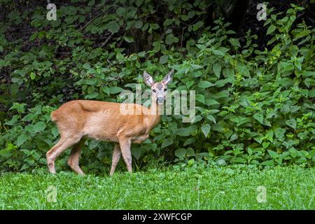 Hirsch (Capreolus capreolus) Weibchen / Hirsch auf Wiese vor Brennesseln am Waldrand im Sommer Stockfoto