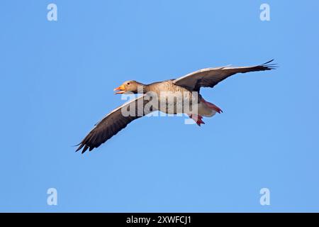 Graugans / Graugans (Anser anser) fliegen im Frühjahr gegen den blauen Himmel Stockfoto