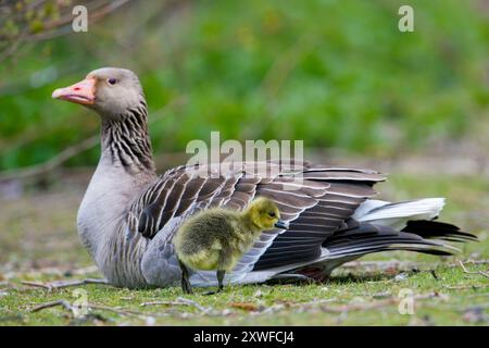 Graugans / Graugans (Anser anser) Mutter mit Gänse im Frühjahr Stockfoto