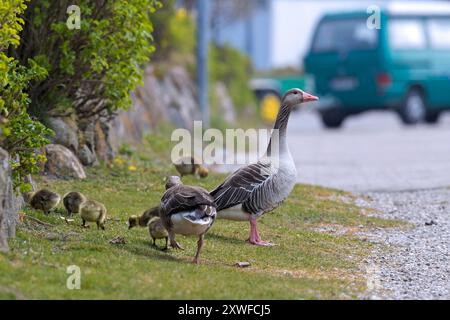 Familie der Graugans (Anser anser), die im Frühjahr die Straße überqueren Stockfoto