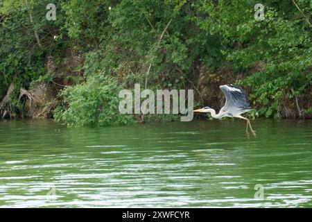 Ein großer Blaureiher (Ardea cinerea) fliegt über einem See, während er an einem sonnigen Tag nach Nahrung sucht Stockfoto