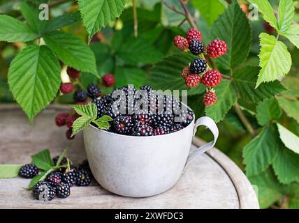 Gepflückte reife Brombeeren in einer Tasse, vor dem Hintergrund eines Brombeerstrauchs. Brombeere – Zweige frischer Beeren im Garten. Ernte Stockfoto