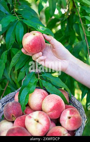 Frischer reifer Pfirsiche vom Baum in den Korb pflücken. Reiche Ernte von Pfirsichen. Hausgemachte, Bio-Pfirsiche Stockfoto