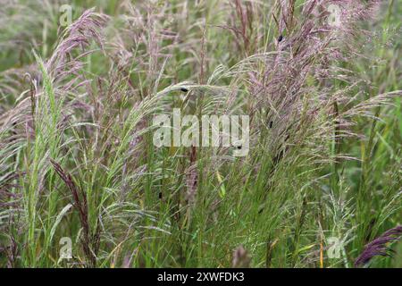 Ein Käfer der Familie der Bodenkäfer (Carabidae), Gattung Amara, die sich von Samen von Unkraut lose seidengebogen (Apera spica-venti) ernährt. Stockfoto