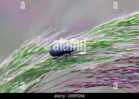 Ein Käfer der Familie der Bodenkäfer (Carabidae), Gattung Amara, der sich von Samen von Unkraut lose seidengebogen (Apera spica-venti) ernährt. Stockfoto