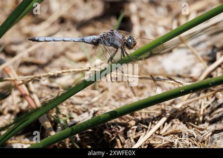 Libelle Orthetrum brunneum, blauer Wächter auf Schilf, Bocairent, Spanien Stockfoto