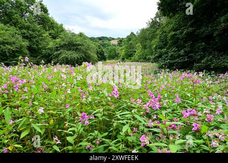 Rund um Großbritannien – Ein mit Himalaya-Balsam bedecktes Feld am Stadtrand von Bolton, Lancashire, Großbritannien Stockfoto