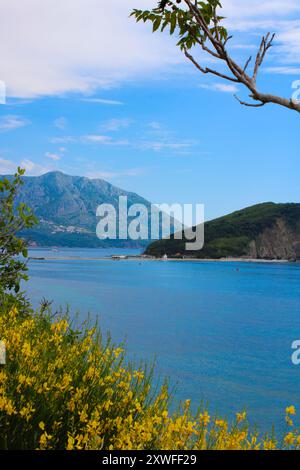 Wunderschöne malerische Landschaft mit Blick auf montenegrinische Berge und Inseln, zwischen blauem Meer durch gelbe Blumen in Budva Stockfoto