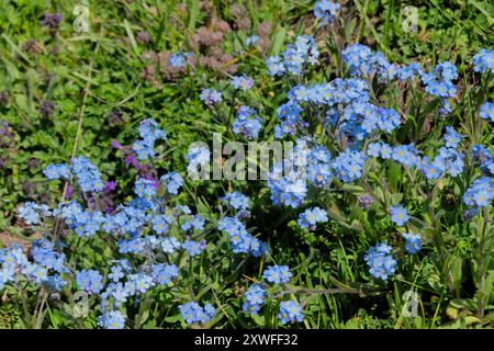 Vergissmeinnots (Myosotis) Wildblumen wachsen entlang des Peaks of the Balkans Trail, Valbona, Montenegro Stockfoto