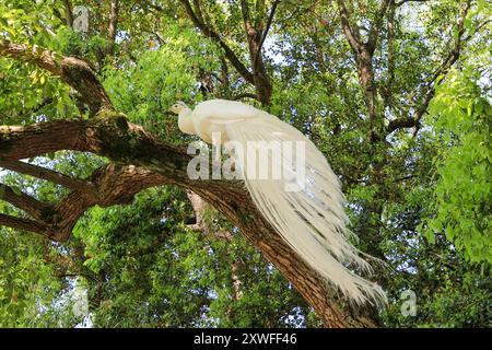 Ein weißer Pfau oder Pfauz, der auf einem Baum im Garten der Isola Bella steht, einer der Borromäischen Inseln des Lago Maggiore in Norditalien Stockfoto