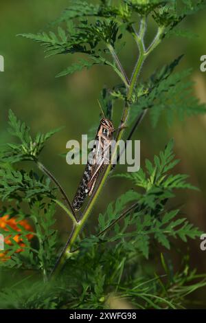 Invasion der amerikanischen VogelHeuschrecke. Stockfoto