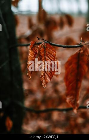 Nahaufnahme von Herbstblättern auf einem Baumzweig im Wald Stockfoto