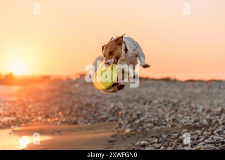 Hund springt und fängt Plastikscheiben, die am Strand bei Sonnenuntergang spielen Stockfoto