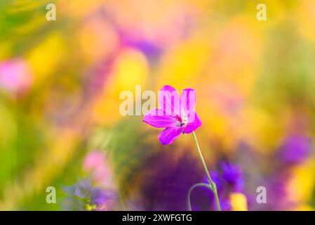 Wunderschöne einzelne Blume von Marsh Kränzschnabel vor farbenfrohem Hintergrund Stockfoto