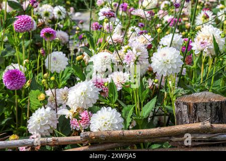 Viele weiße und violette Dahlien im Garten Stockfoto