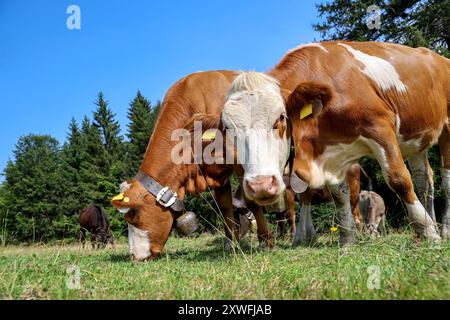 Milchkühe auf der Weide in den Allgäuer Alpen Stockfoto