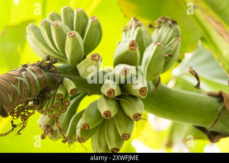 Nahaufnahme von grünen Bananen, die auf einem Baum wachsen, mit üppigem Grün im Hintergrund. Stockfoto