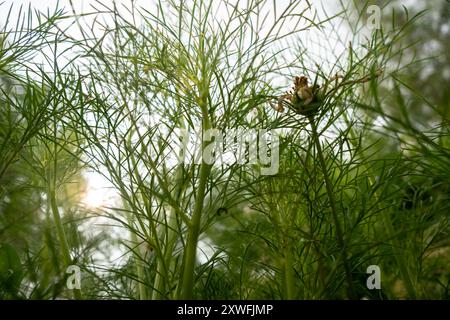 Üppiges grünes Laub und Wispy-Zweige einer Dill-Pflanze in einem sonnigen Garten. Stockfoto