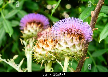 Blühende lila Thistle Blüten in üppig grünem Laub - Natur-Makrofotografie. Stockfoto