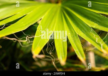 Nahaufnahme des lebhaften grünen tropischen Palmenblatts mit detaillierten Texturen und sonnendurchfluteten Highlights. Stockfoto
