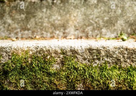 Nahaufnahme des grünen Mooses, das auf Steinstufen in einer Naturkulisse wächst. Stockfoto