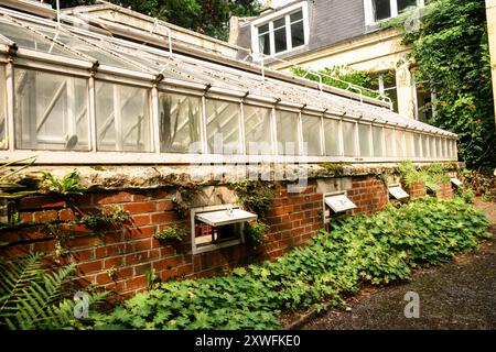 Historisches Gewächshaus mit Brick Foundation, bedeckt mit Grün und Reben. Stockfoto