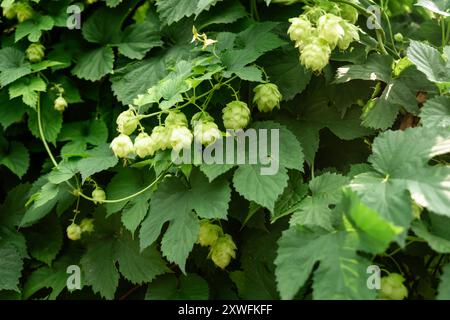 Nahaufnahme von Green-Hop-Kegeln und Blättern im Sonnenlicht zum Brauen. Stockfoto