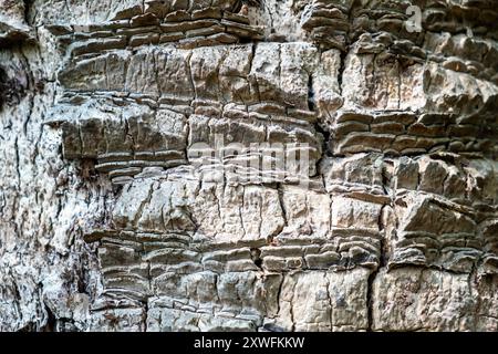 Nahaufnahme der strukturierten Baumrinde mit natürlichen Mustern und Schichten im Sonnenlicht. Stockfoto
