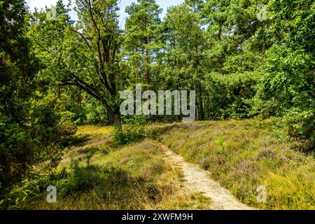 Eine wunderbare Wanderung durch die einzigartige und farbenfrohe Landschaft der Osterheide - Bispingen - Niedersachsen - Deutschland Stockfoto