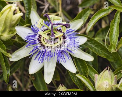 passiflora, auch bekannt als Passionsblume oder Passionsblume Stockfoto