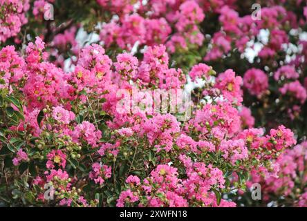 kreppmyrte Pflanze (Lagerstroemia indica) Stockfoto