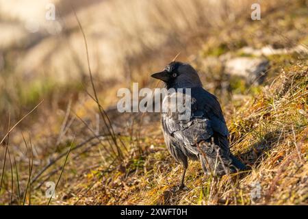 Westjakdaw Coloeus monedula auf Gras Stockfoto