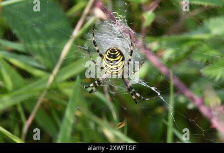 Wespenspinne, Argiope bruennichi, Teil der Art der Spinnen mit spinnenförmigem Abdomen, die im Grasland im Süden Englands gefunden werden Stockfoto