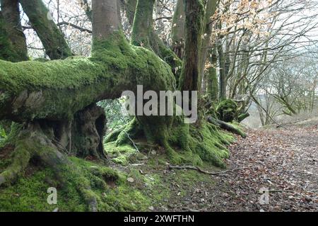 Moosbedeckte Buchenäste und Wurzeln, die im Spätwinter eine typische Hecke im Exmoor-Nationalpark in Somerset bilden. Stockfoto