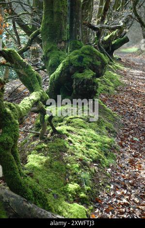 Moosbedeckte Buchenäste und Wurzeln, die im Spätwinter eine typische Hecke im Exmoor-Nationalpark in Somerset bilden. Stockfoto