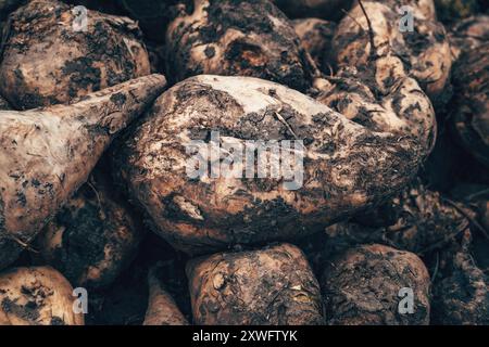 Nahaufnahme der Zuckerrübenwurzelernte auf einem Haufen nach der Ernte, schmutzige Beta vulgaris Wurzeln, selektiver Fokus Stockfoto