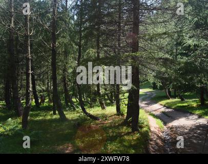 Entfliehen Sie der Natur: Spazieren Sie entlang eines ruhigen Waldwegs, umgeben von majestätischen Kiefern und einer ruhigen Landschaft. Perfekt für Wanderfreunde Stockfoto