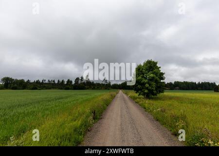 Lange, gerade, unbefestigte Straße, die sich bis in die Ferne in Schweden, Europa, erstreckt. Ein Baum an der Straße Stockfoto