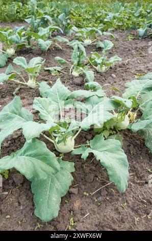 Ein Feld von Kohlrabi aus biologischem Anbau, selektiver Fokus. Stockfoto